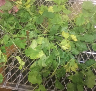 drying herbs, drying cilantro, dehydrating cilantro, dehydrating herbs, how to dehdyrate cilantro at home, a steady supply of cilantro, never run out of cilantro again