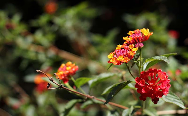 Lantana Flowers Pictures