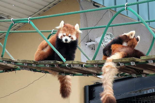 北海道 旭川 旭山動物園