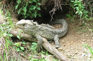 tuatara