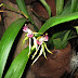 Encyclia Cochleatum Orchid, Fragrant Orchid, Epidendrum