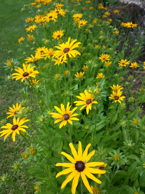 black-eyed susans