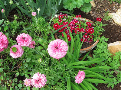 annieianaustin, ranunculus and dianthus