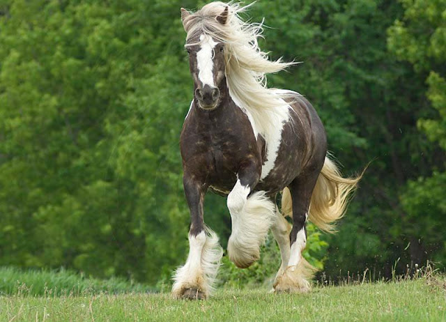 Horse Breeds - 5 Beautiful Horses in The World