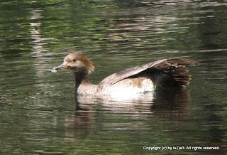 Hooded Merganser