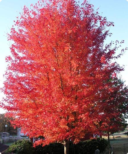 Autumn Flame Maple3