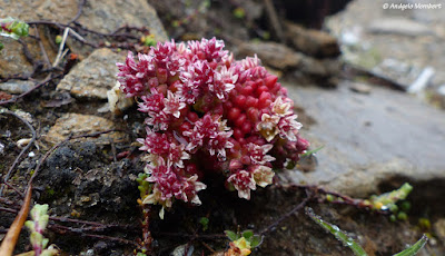 Sedum atratum - Dark stonecrop care and culture