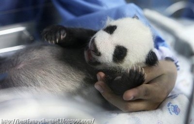 Baby panda.