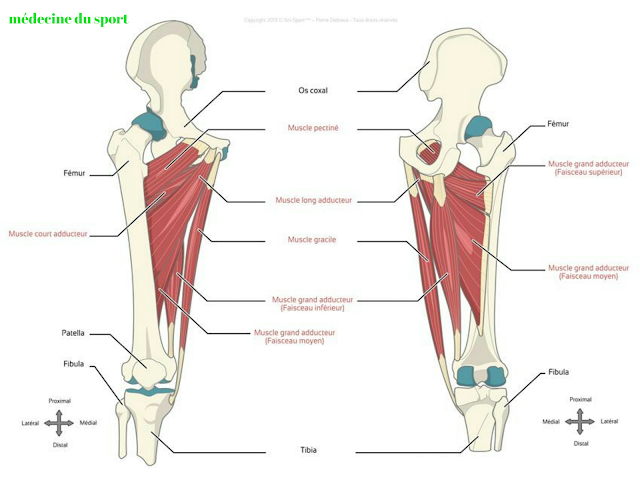 La pubalgie du sportif traitement et rééducation
