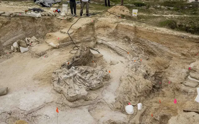 Paleontologists Discover Elephant Graveyard in North Florida