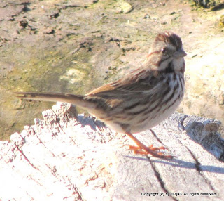 Song Sparrow