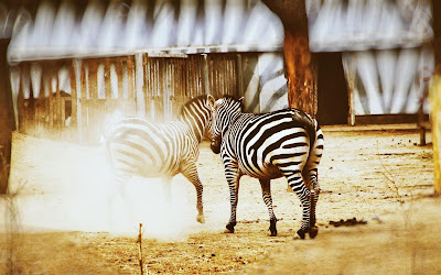 Zebra, Africa, Kenya, Sunset, Serengeti National Park, Migrating, Safari Animals, Masai Mara National Reserve, Masai Mara