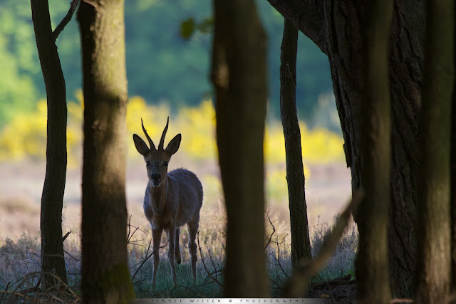 Ree in bos - Roe Deer in forest - Capreolus capreolus