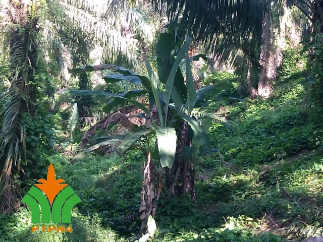 DIDUGA KURANGNYA KEPEDULIAN DAN PENGAWASAN DI LAPANGAN, GULMA BERDAUN LEBAR DAN KAYU-KAYUAN TUMBUH SUBUR DI AREAL PTPN IV UNIT KEBUN GUNUNG BAYU 