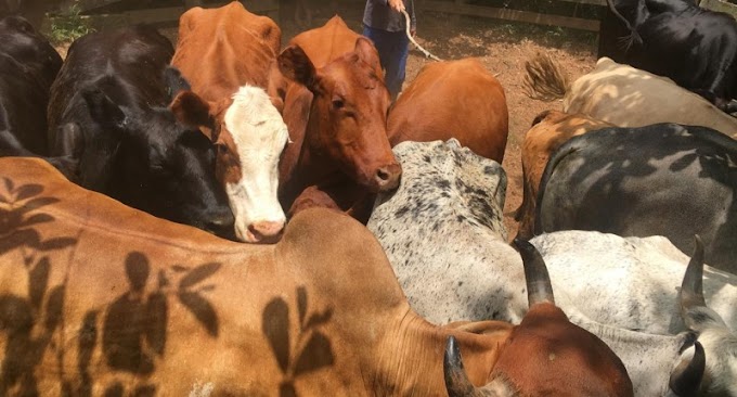 Ação contra abigeato em Gravataí apreende carne sem procedência e recupera animais bovinos
