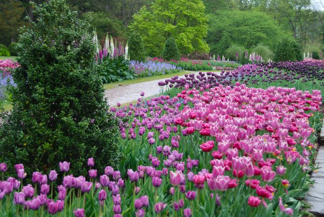 The long borders with a stunning display of tulips in pinks and purples. Foxgloves (Digitalis purpurea) punctuate these lines.