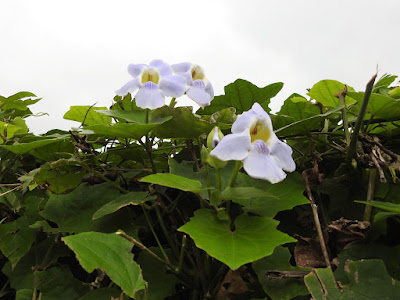 大鄧伯花