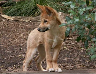 Dingo