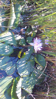 Water lilies on the pond, 