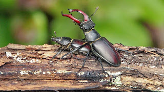 Lucanus cervus en pleno apareamiento