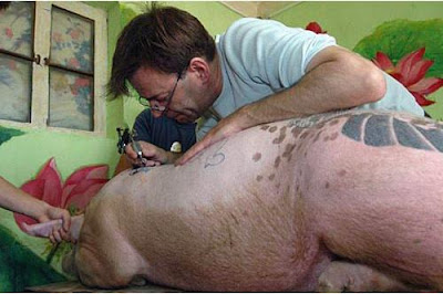 Pig Tattoos