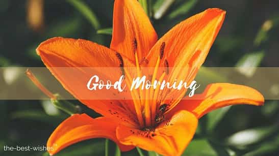 monday happy morning with orange rose