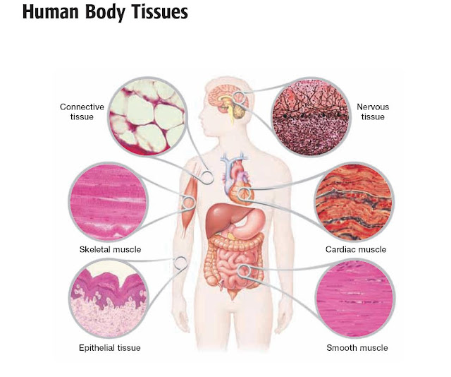 tissues and cells facts