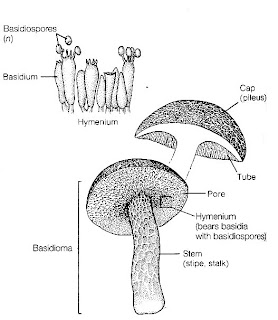 CATATAN WIESNU SANTIANA: Jamur (Fungi)