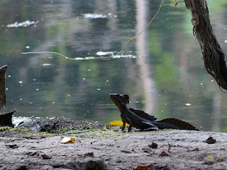 Basilic commun - Basiliscus basiliscus