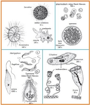 BIOLOGI SMA Protista Mirip Hewan  atau Protozoa