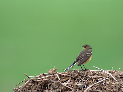 gambar burung kecil, foto burung, wallpaper burung