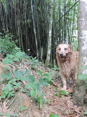 Cães em foco 1 (160)