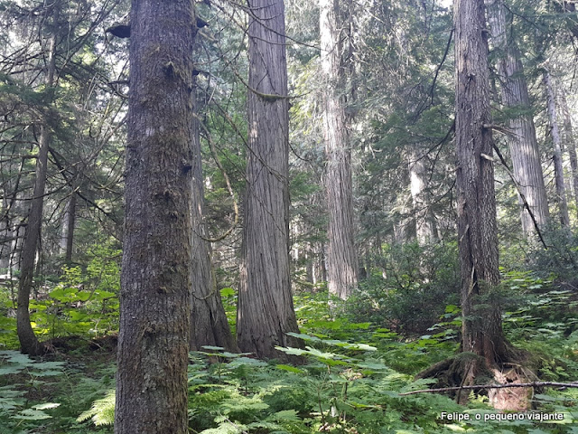 Giant Cedars Boardwalk