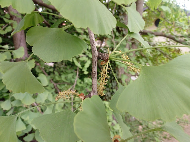 Ginkgo Biloba