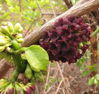 Marsdenia macrophylla