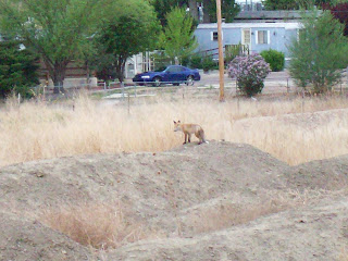 Fox Cubs