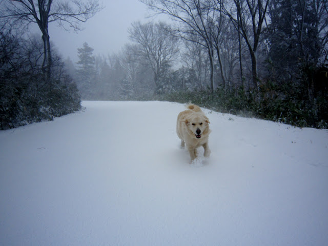 雪山を走り回る犬