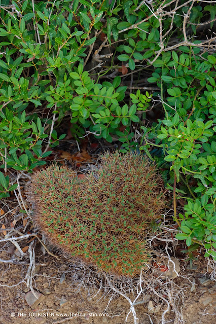 A smallish naturally heart-shaped green plant on the wayside.