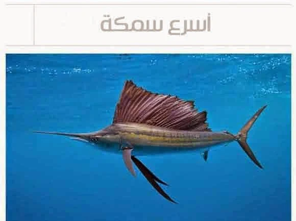 أسرع سمكة