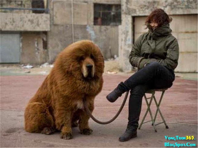 Chó Ngao Tây Tạng và chủ nhân 1