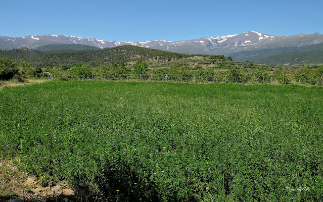 Jérez del Marquesado, zona de los Rubiales