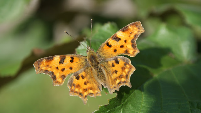 Dermokonsultacje Sylveco