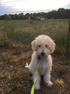 Cream Labradoodle