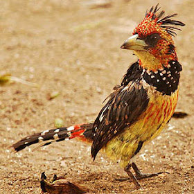 barbudo crestado Trachyphonus vaillantii