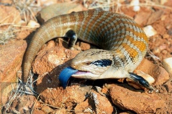 Skinks As Pets. Blue Tongue Skink