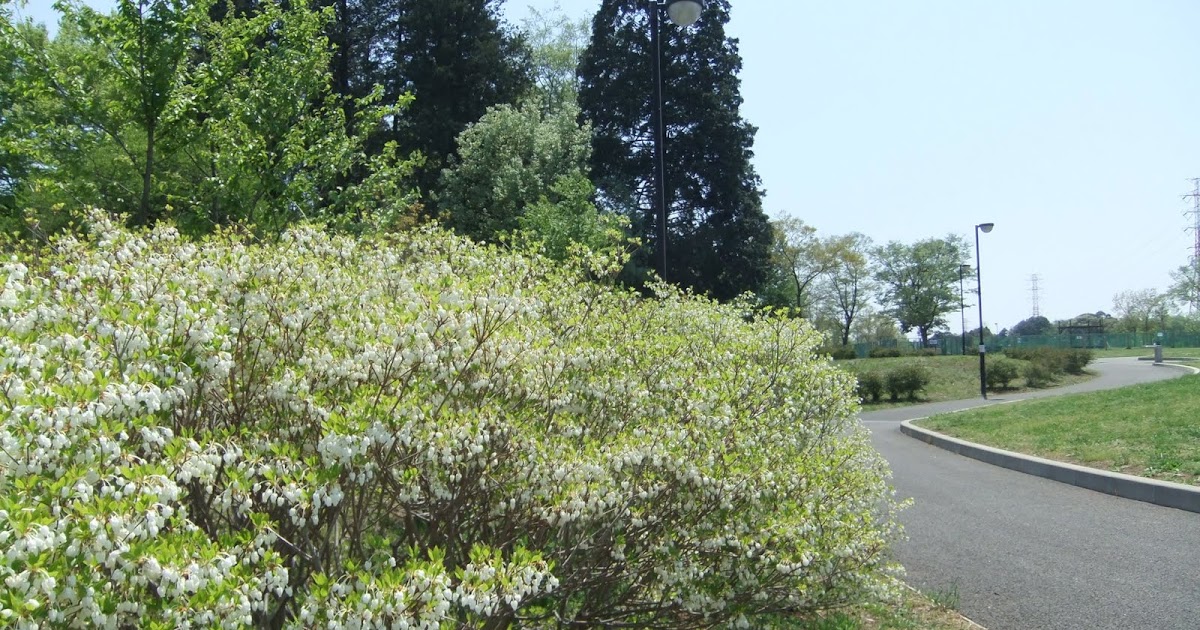 英仏語ガイドの植物観察メモ ドウダンツツジ