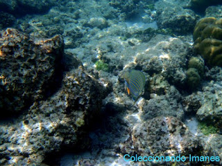 Peces tropicales snorkel en Maldivas