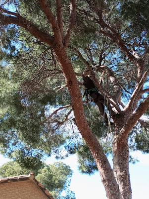 Tala controlada de un pino mediterráneo en Bétera