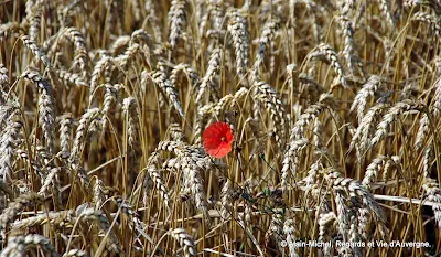 Coquelicot et blé