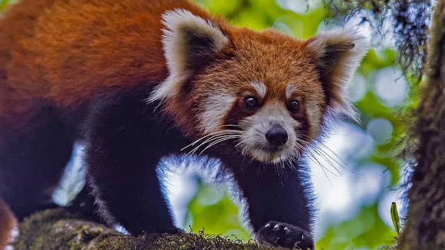 Red Panda